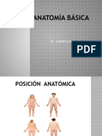 Anatomía Básica 1