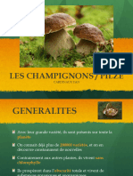 Champignons CY Pauli 4