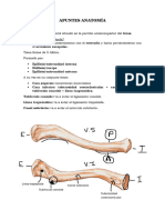 Apuntes Anatomía-2