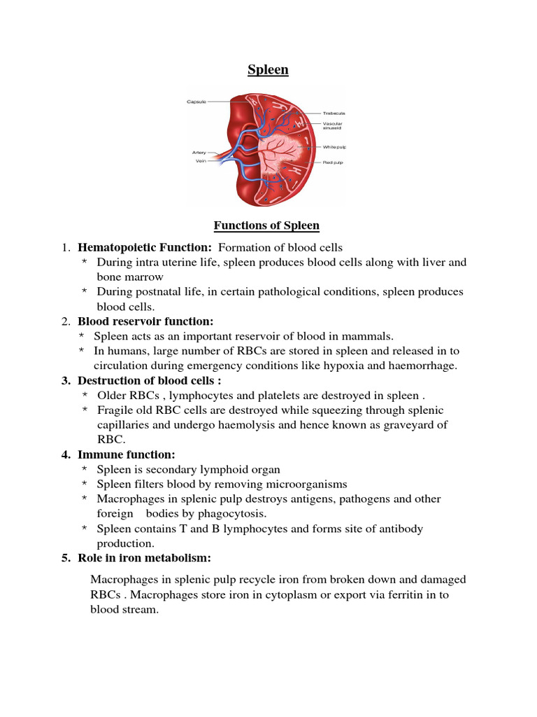 Spleen Functions & Bonemarrow | PDF | Bone Marrow | Bone