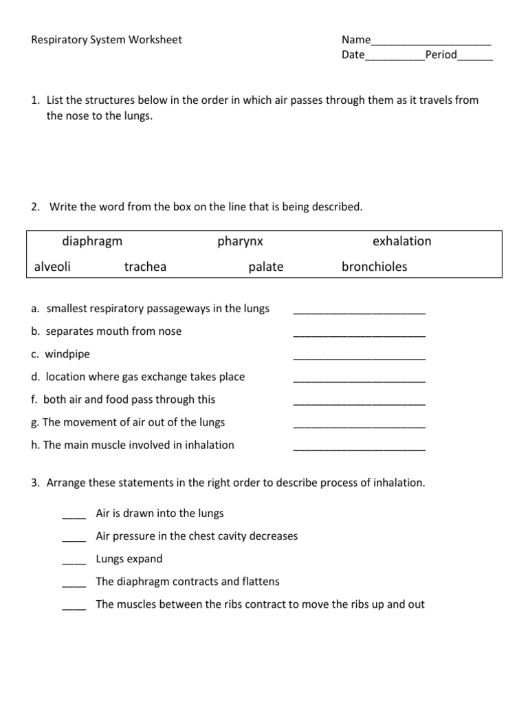 RESPIRATORY SYSTEM WORKSHEET WITH ANSWERS PDF GRADE 10 visual data 6