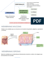 Piel y Membranas Presentacion