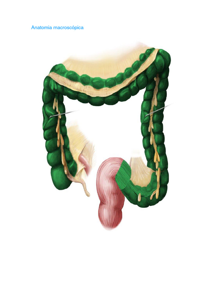 Anatomia Macroscópica | PDF