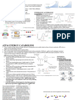 ATP & Energy Metabolism