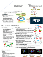 Cell Division