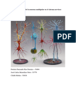 La Función de La Neurona Multipolar en El Sistema Nervioso Humano