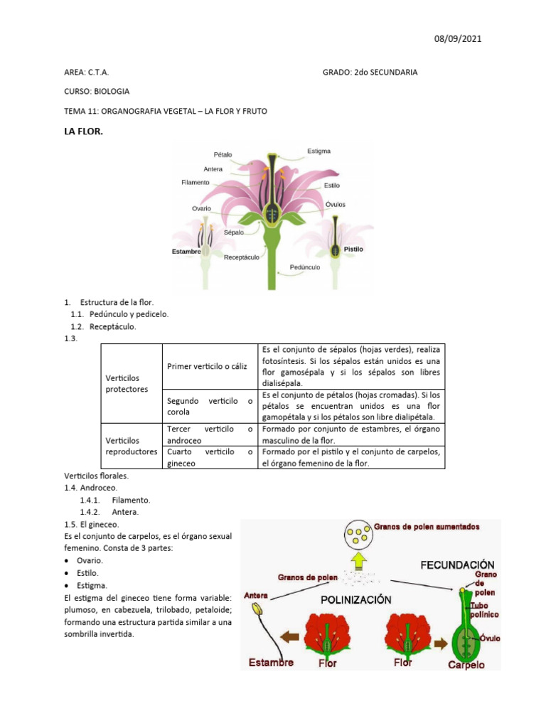 Partes Masculinas y Femeninas de la Flor | PDF | Flores | Botánica