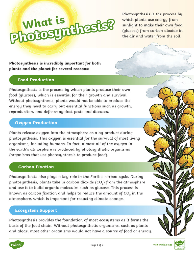 what-is-photosynthesis-pdf-photosynthesis-plants