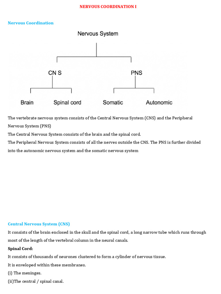 Overview of Vertebrate Nervous System | PDF | Central Nervous System ...