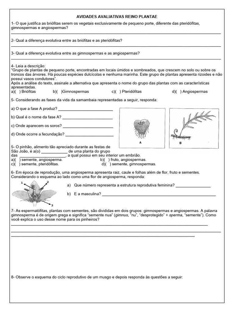 Atividades sobre o Reino Plantae 7º Ano | PDF | Plantas | Samambaia