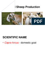 sheep and goat production