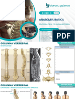 Anatomia de La Columna Vertebral B&G 2024-1 Fernando Caceres