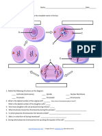 Cell Cycle Labeling