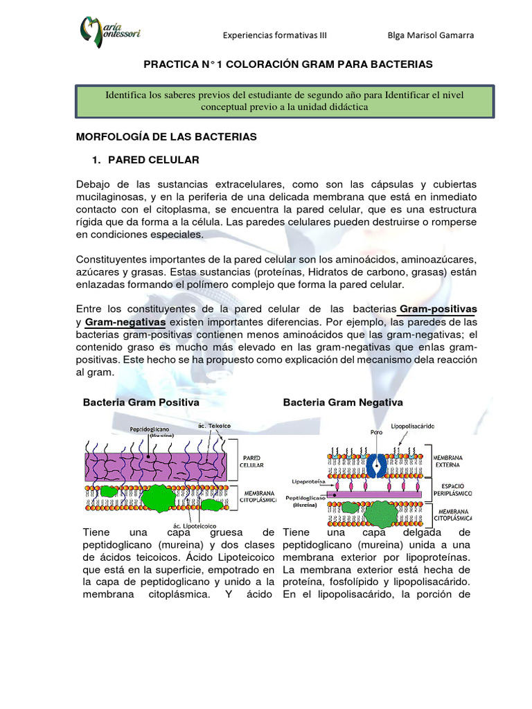 Coloración Gram en Bacterias: Guía Práctica | PDF | Las bacterias ...