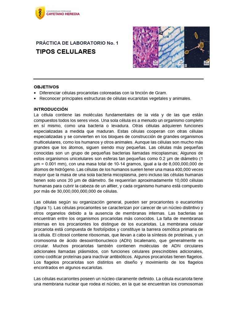 Tipos de Células: Procariotas y Eucariotas | PDF | Biología Celular ...