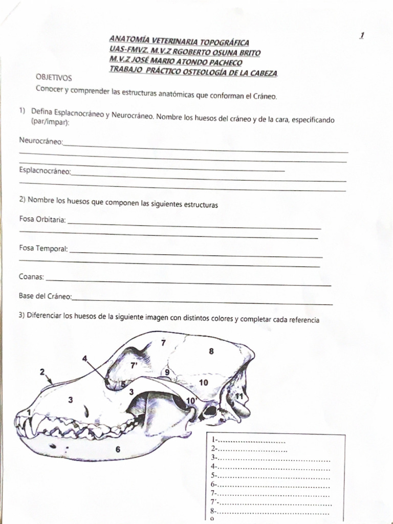 Anatomía | PDF