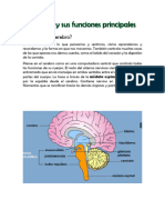 El Cerebro y Sus Funciones Principales