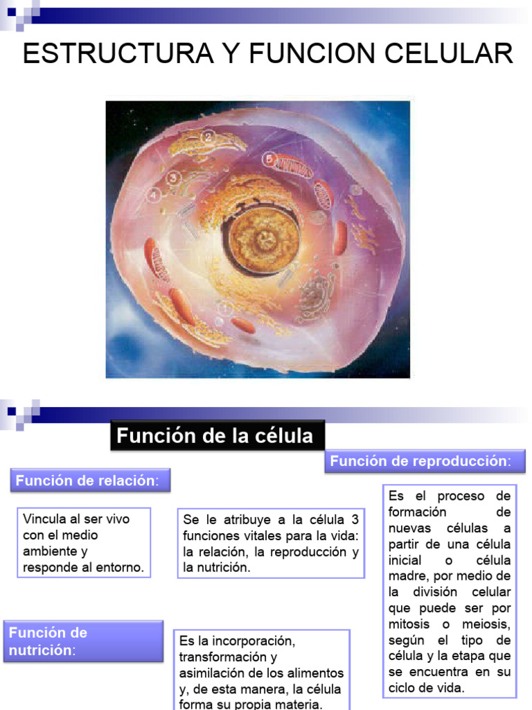 Estructura y Función Celular Gastro | PDF | Citoplasma | Biología Celular)