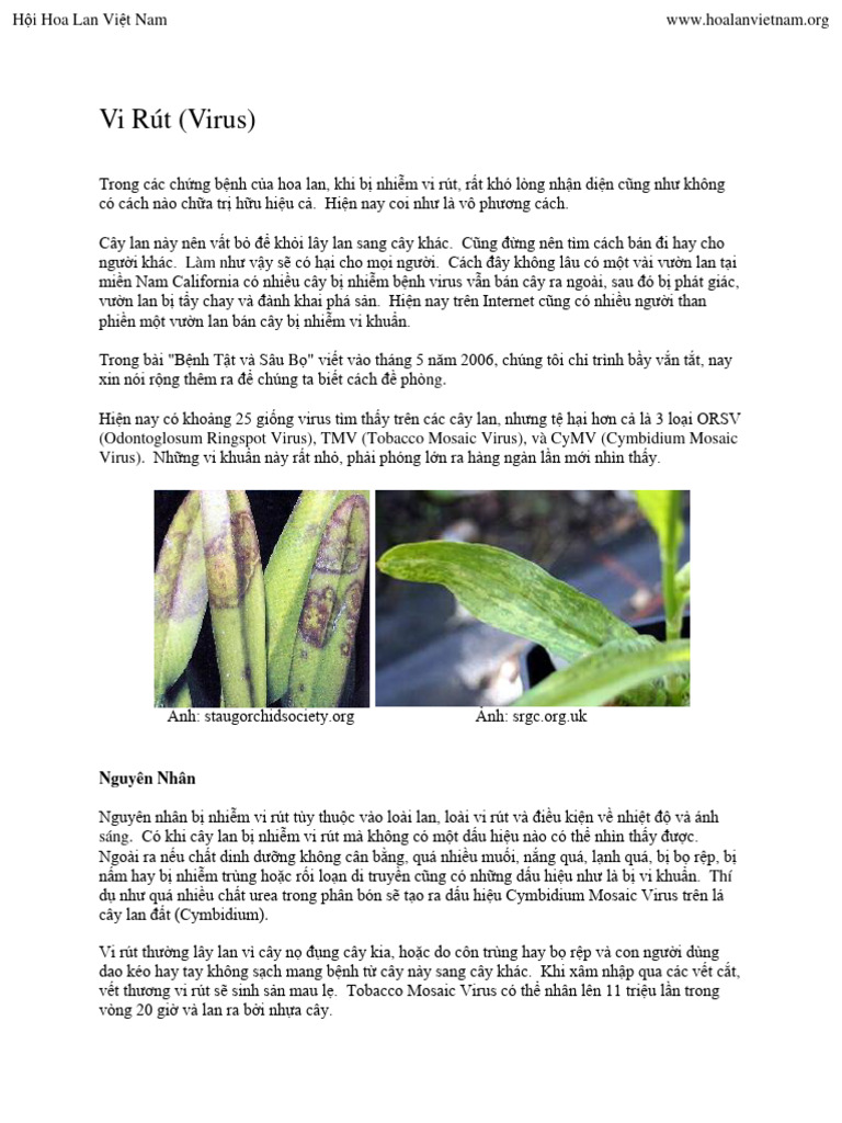 Vi Rut | PDF