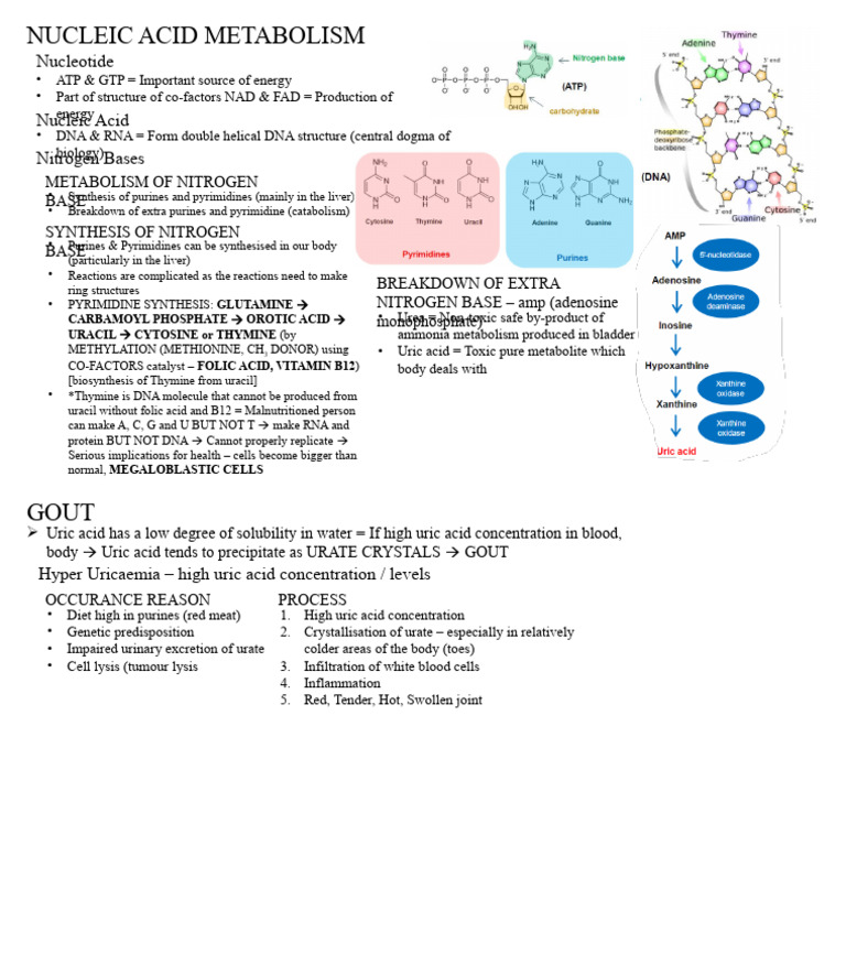 Metabolism - Nucleic Acid | PDF