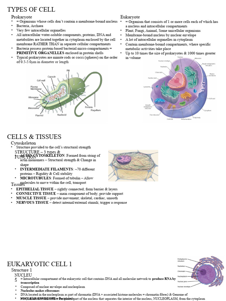 Prokaryotic and Eukaryotic Cell Types | PDF | Cell Nucleus | Lipid