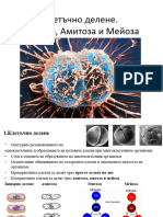 21.Митоза и мейоза