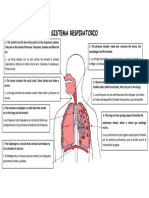 Sistema Respiratorio