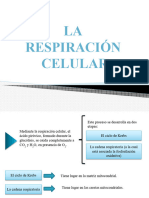 Presentación Respiración Celular