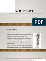 Sciatic Nerve -Abhishai