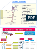 1 - Sistema Nervioso - Componentes y Fisiología