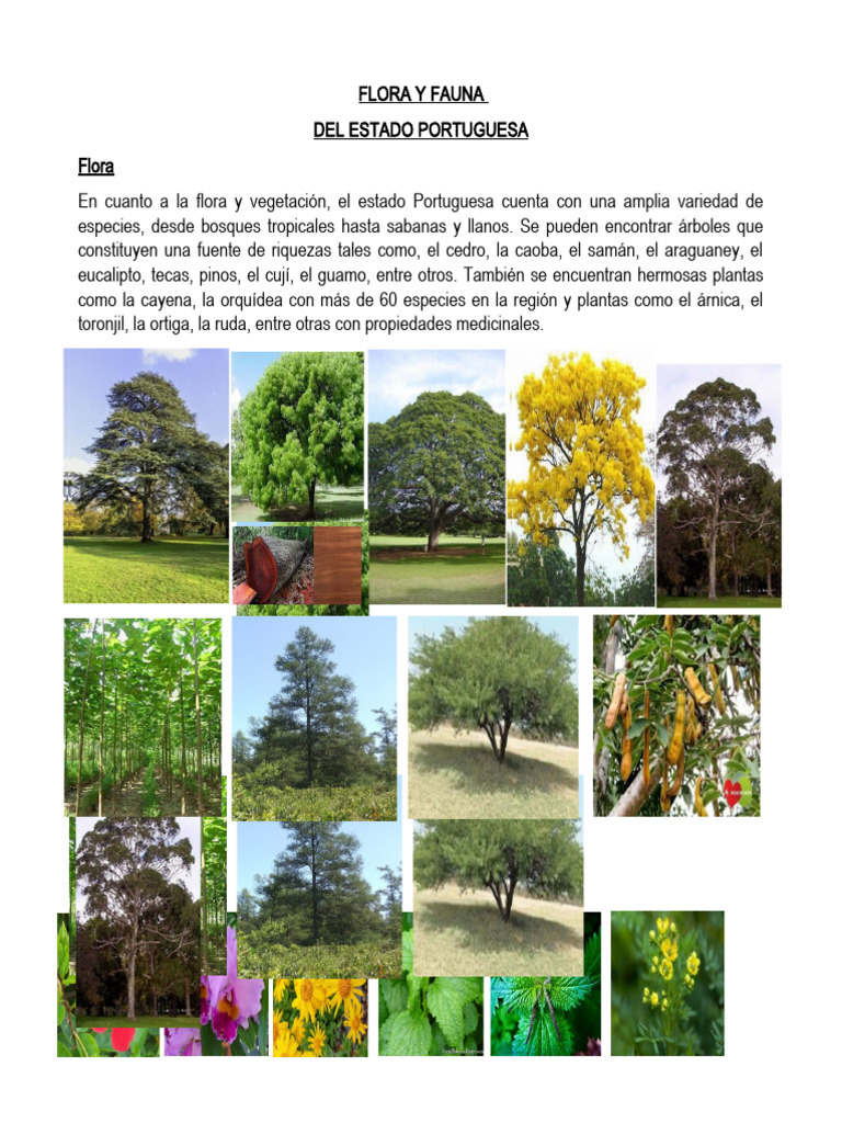 Flora y Fauna Del Edo Portuguesa | PDF | Ciencia y matemáticas, image size:768x1024