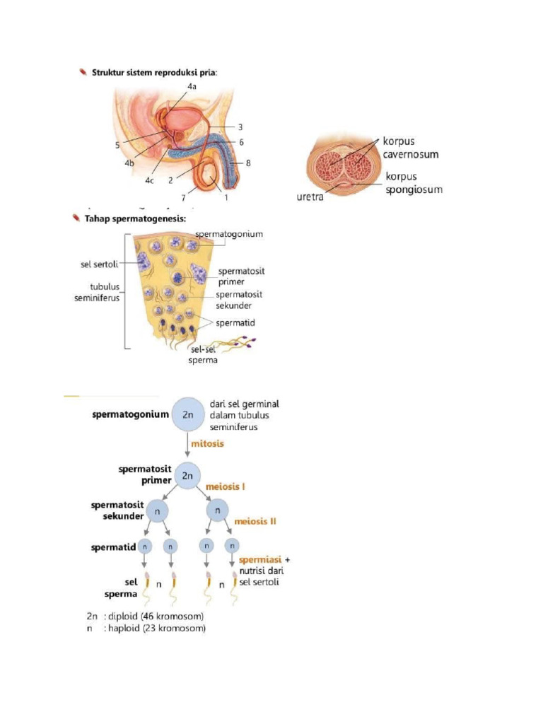 GMBR Bio Repro 2 | PDF