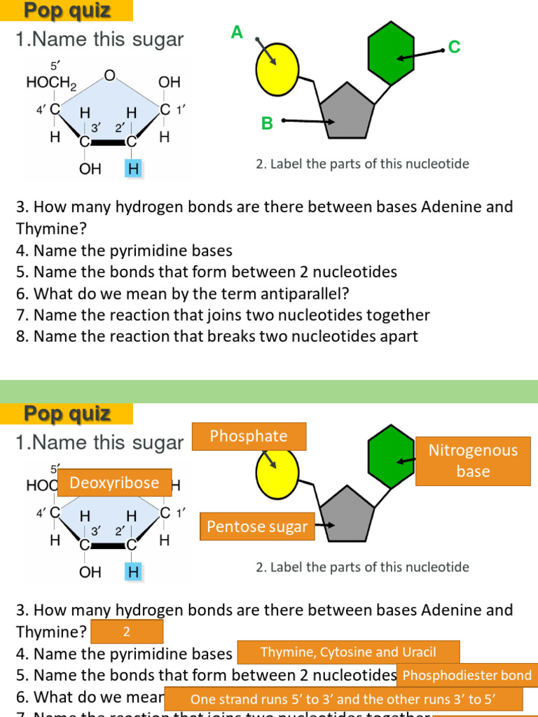 DNA Replication and Genetic Code Quiz | PDF | Genetic Code | Dna