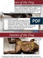 Frog Internal Anatomy