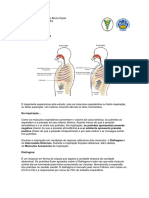 Trabalho Anatomia Texto