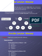 Divisão Celular - Meiose