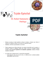 Tejido Epitelial