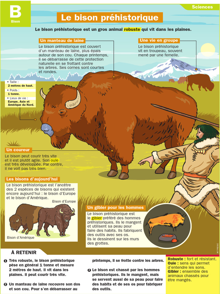 Bison préhistorique : caractéristiques et habitat | PDF | Bison | Zoologie