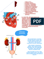 Red Bold Simple Cardiovascular System Biology Infographic (1500 X 1000 PX)