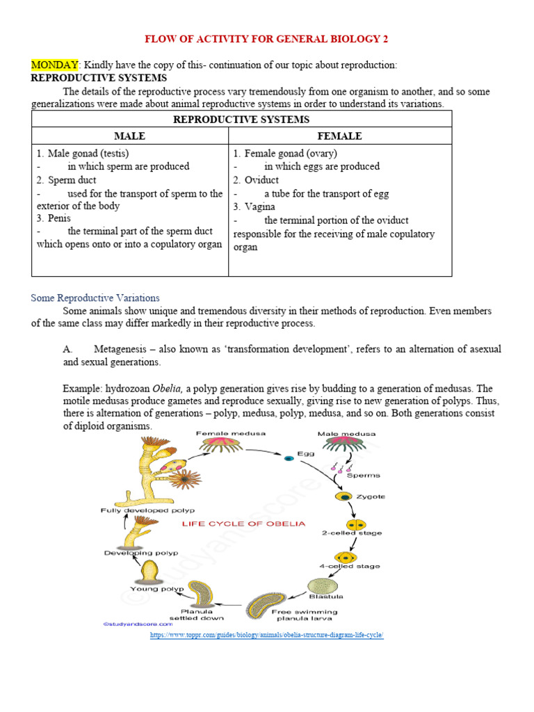 Male Reproductive System Overview | PDF | Seed | Embryo