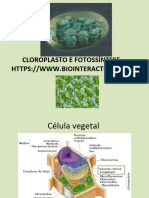 Cloroplasto e Fotossíntese