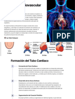 Sistema Cardiovascular y Circulatorio