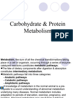 Carbohydrate & Protein Metabolism