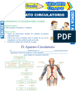 Taller Sistema Circulatorio