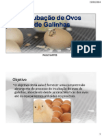 Incubação de Ovos de Galinhas