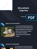 Brucelosis Caprna