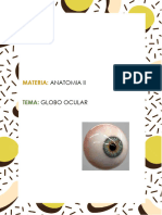 Materia:: Anatomia Ii Globo Ocular