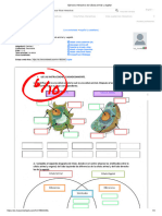 Ejercicio Interactivo de Célula Animal y Vegetal NICOLE RUIZ