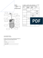 Guía Actividades Sistema Digestivo