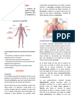 Sistema Circulatorio PDF